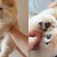 Cutest Puppies Video Compilation | Try Not to Melt