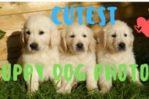Cutest Puppy Dog Photos