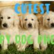 Cutest Puppy Dog Photos