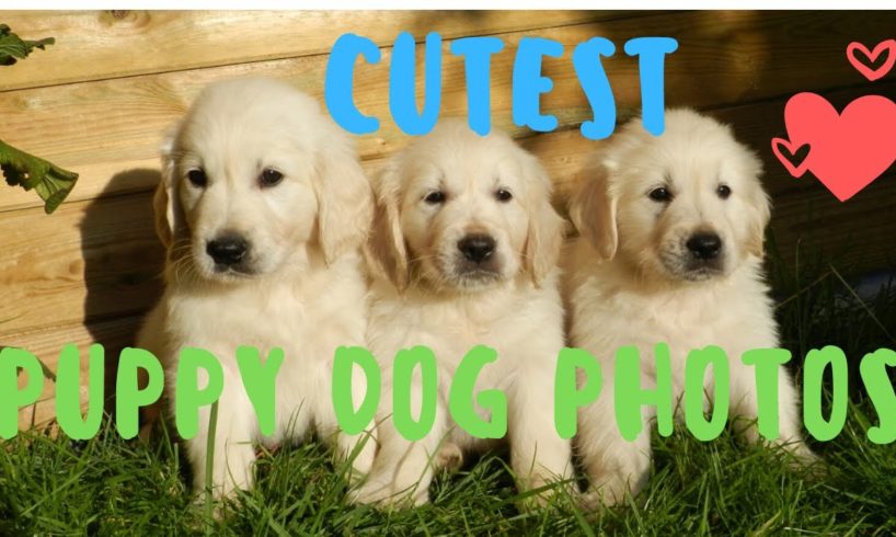 Cutest Puppy Dog Photos