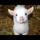 Cutest animal sounds - Funny and cute animal compilation