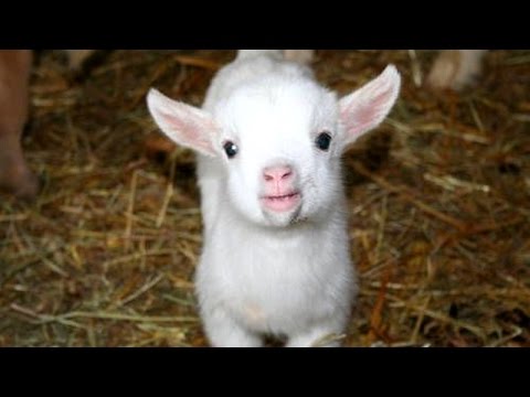 Cutest animal sounds - Funny and cute animal compilation