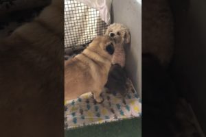 Cutest puppies in the world