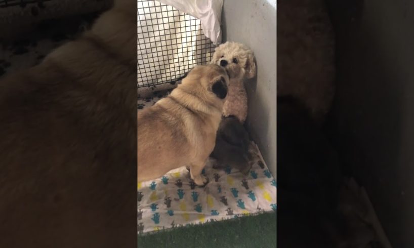 Cutest puppies in the world