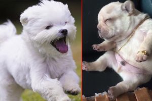 Cutest puppies world competition - vote for the cutest one | Amazing Moments