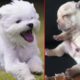 Cutest puppies world competition - vote for the cutest one | Amazing Moments