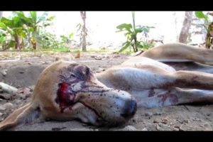 DOG RESCUE INDIA - Dog left for dead is miraculously saved