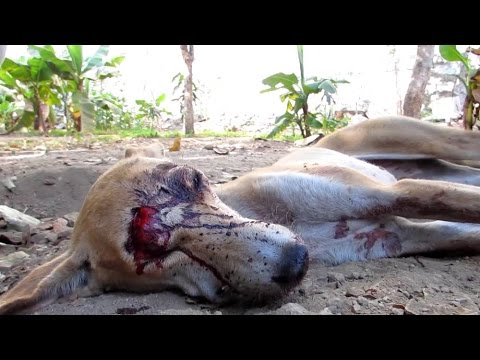 DOG RESCUE INDIA - Dog left for dead is miraculously saved