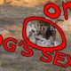 DOGS HAVE SEX AND FIGHT! EPIC FIGHTS OF THE STREET DOGS!