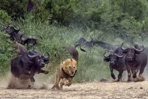 Dangerous African Cape Buffalo (Black Death) - attacks & kills Lions in Africa