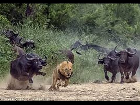 Dangerous African Cape Buffalo (Black Death) - attacks & kills Lions in Africa