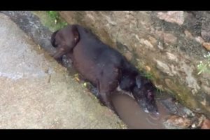 Deadly Injured Dog Rescued by Animal Aid Unlimited India | Animal Rescue
