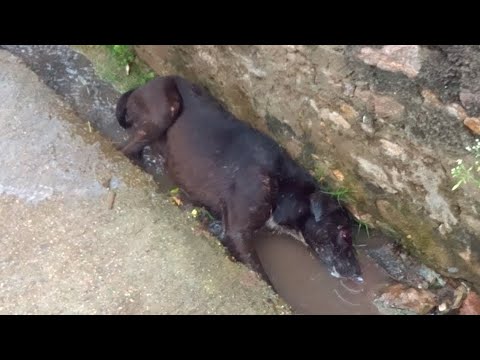 Deadly Injured Dog Rescued by Animal Aid Unlimited India | Animal Rescue