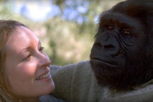 Did you know there's a talking gorilla? | #TalkingGorilla | BBC