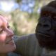 Did you know there's a talking gorilla? | #TalkingGorilla | BBC