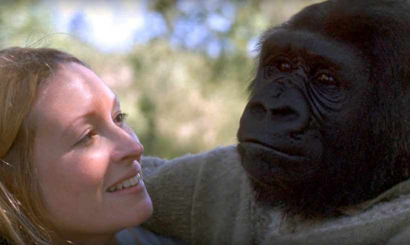 Did you know there's a talking gorilla? | #TalkingGorilla | BBC