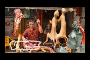 Dining on Dogs in China: Dog Days of Yulin (Part 1/2)