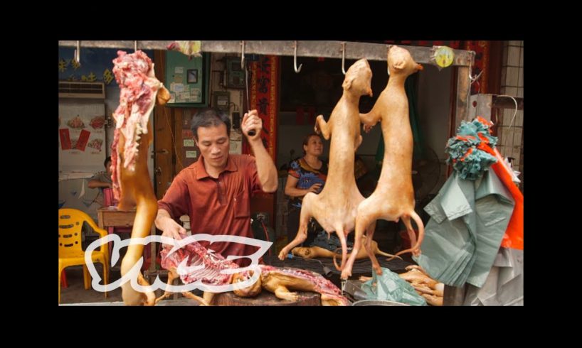 Dining on Dogs in China: Dog Days of Yulin (Part 1/2)