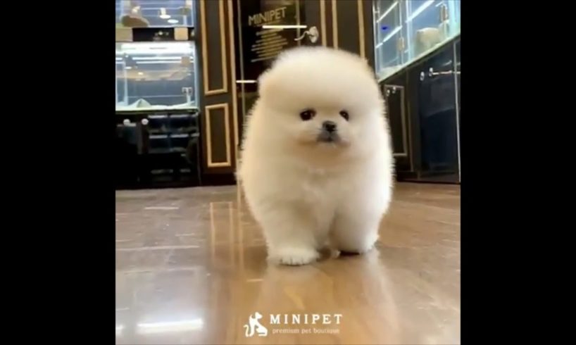 Do not say awwww challenge(cutest little puppies)