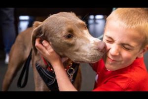 Dodo Heroes Season 2: Meet Roman McConn, a 7-Year-Old Who's Rescued 1,000 Dogs | Animal Planet