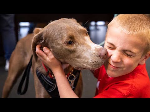 Dodo Heroes Season 2: Meet Roman McConn, a 7-Year-Old Who's Rescued 1,000 Dogs | Animal Planet