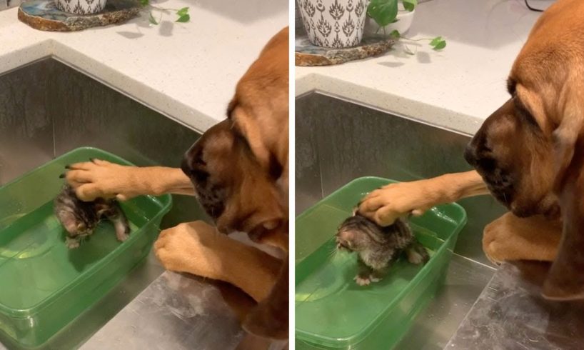 Dog Comforts Tiny Foster Kitten