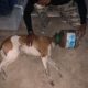 Dog Head Stuck in Plastic Container | Dog Rescue | Animal Rescue India