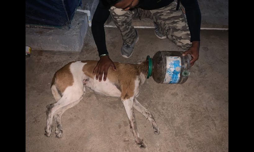 Dog Head Stuck in Plastic Container | Dog Rescue | Animal Rescue India