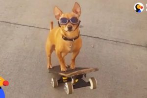 Dog Loves To Go To The Skate Park With His Dad | The Dodo