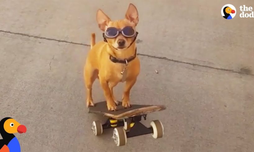 Dog Loves To Go To The Skate Park With His Dad | The Dodo