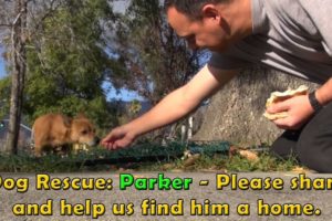 Dog Rescue Mission: Parker.  Please share and help us find his forever home.