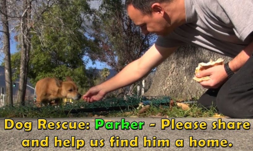 Dog Rescue Mission: Parker.  Please share and help us find his forever home.