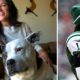Dog Rescued During Michael Vick Scandal Is Now a Therapy Pet