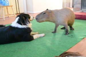 Dog and Capybara