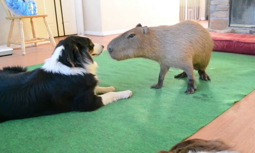 Dog and Capybara