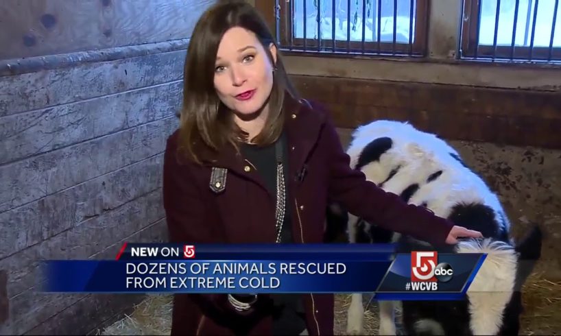 Dozens of animals rescued from extreme cold