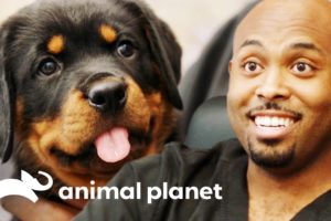 Dr Ross Just Has To Take Home An Adorable Rottweiler Pup! | The Vet Life