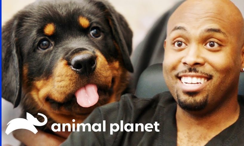 Dr Ross Just Has To Take Home An Adorable Rottweiler Pup! | The Vet Life