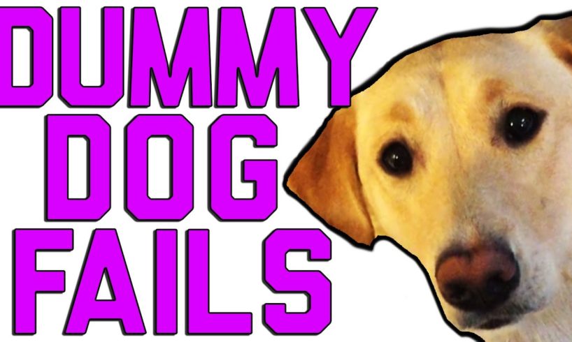 Dummy Dogs | "Dog Fails" | FailArmy