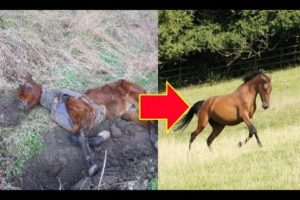 Dying Horse Found In Field Now Spends Her Days Playing In A Sanctuary…