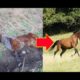 Dying Horse Found In Field Now Spends Her Days Playing In A Sanctuary…