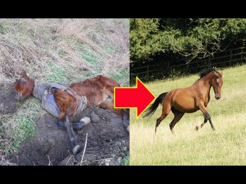 Dying Horse Found In Field Now Spends Her Days Playing In A Sanctuary…