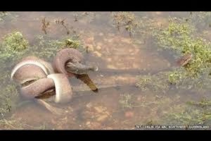 EPIC ANIMAL FIGHT - Snake EATS Crocodile in Battle at Australian Lake. CRAZY IMAGES