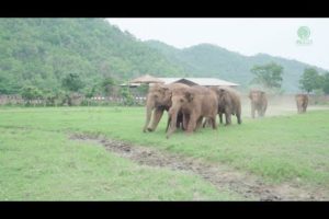 Elephants Run To Greeting A New Rescued Baby Elephant