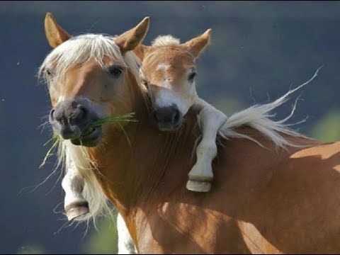 Emotional and Amazing Animals Rescuing Other Animals(720p)
