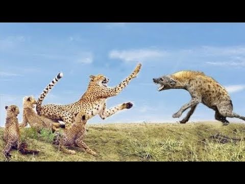 Emotional moments! Mother animal rescues baby from enemy hunting - Cheetah vs Hyena, Giraffe vs Lio