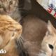 Encuentran cajas selladas llenas de gatos | El Dodo