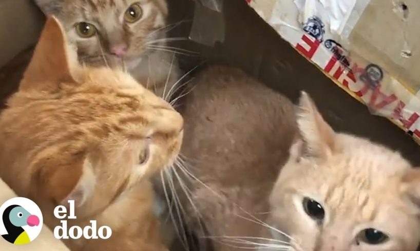 Encuentran cajas selladas llenas de gatos | El Dodo