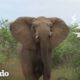 Encuentro con elefantes que le cambiaría la vida a cualquiera | El Dodo
