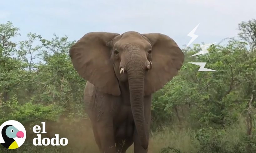 Encuentro con elefantes que le cambiaría la vida a cualquiera | El Dodo